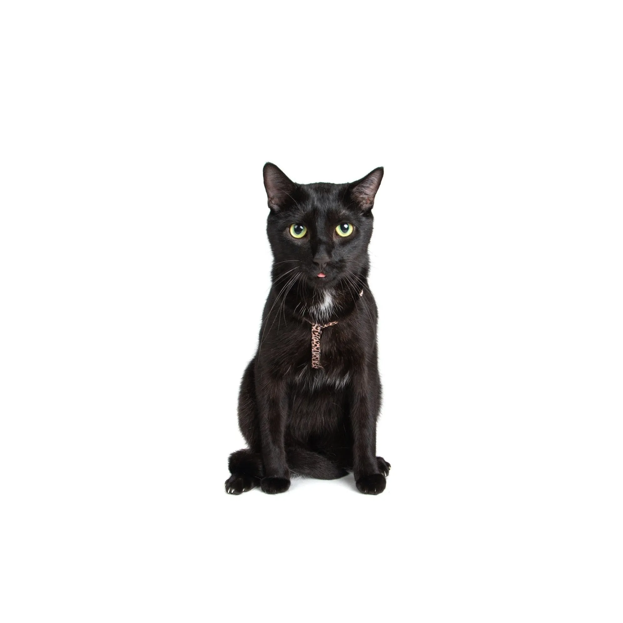 CAT STRAP HARNESS: Luxurious Leopard